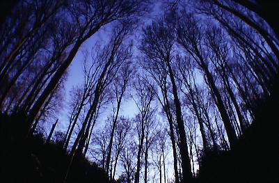 Bäume im Winter - durchs Fisheye gesehen