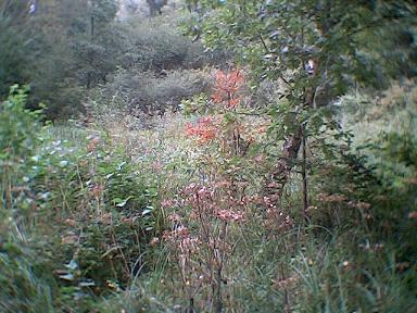 Im Naturschutzgebiet "Pillebachtal und Dernkamp"