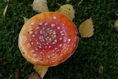 Der Fliegenpilz durfte auch nicht fehlen...