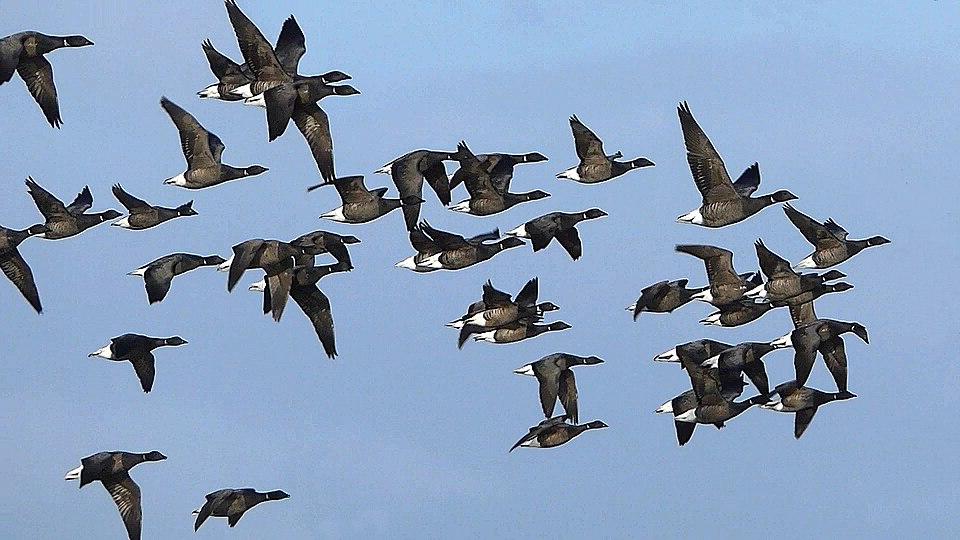 Ringelgaense im Flug, Bild: Dominique Armange ber Wikimedia Commons
