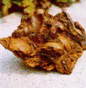 Sandstein mit eingeschlossenen Muscheln