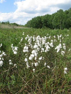 Schmalbl�ttriges Wollgras